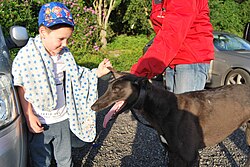 Greyhound – Meeting the dogs at the Valley Greyhound Stadium, Ystrad Mynach