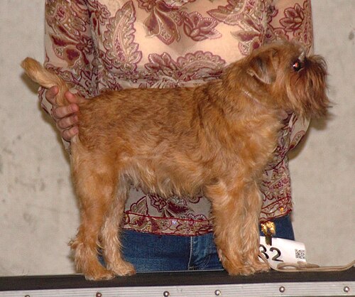 Grifone di Bruxelles – Brusselsgriffonbruxellois1