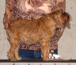 Grifone di Bruxelles – Brusselsgriffonbruxellois2