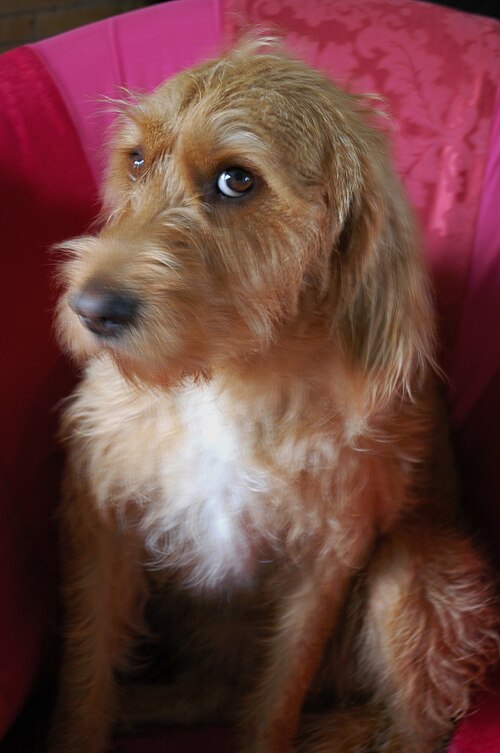 Griffon fauve de Bretagne – Griffon Fauve de Bretagne