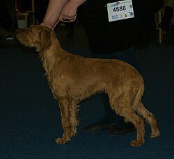 Griffon fauve de Bretagne – Fawn Brittany Griffon
