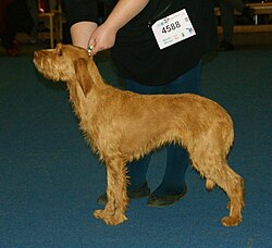 Griffon fauve de Bretagne – Fawn Brittany Griffon 2