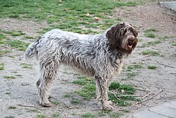 Griffon Korthals – Griffon dog
