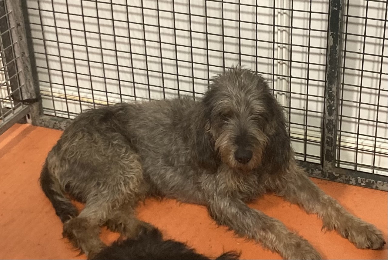 Griffon Nivernais – Chien griffon nivernais