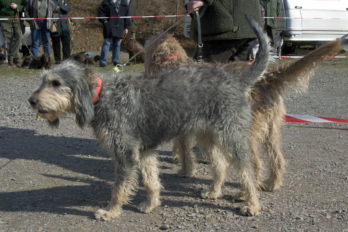 Griffon Nivernais – Griffon nivernais
