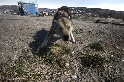 Grönlandhund – A greenland dog interbreed with the Arctic Wolf