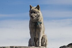 Grönlandhund – Greenland dog in the city of ilulissat