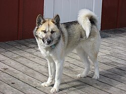 Grönlandhund – Greenland dog upernavik 2007 06 02 sample