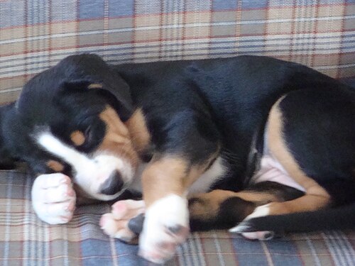 Grosser Schweizer Sennenhund – Swissy sleep