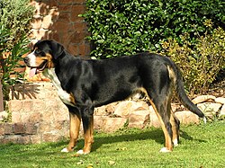 Grosser Schweizer Sennenhund – Swissy