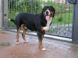 Grosser Schweizer Sennenhund – Balu