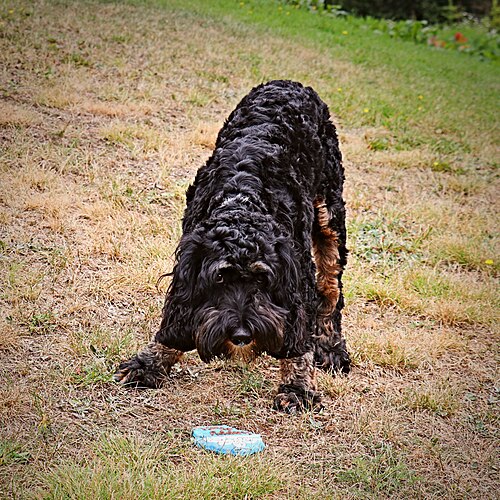 Grosspudel – Cockapoo Standard Poodle x American Cocker Spaniel