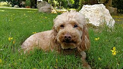 Grosspudel – Bell Gold Poodle