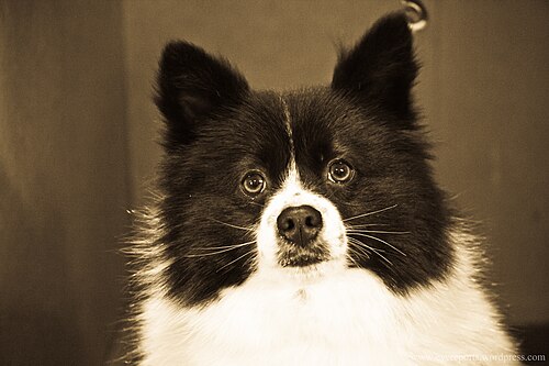 Grand Spitz allemand – German spitz (7982281677)