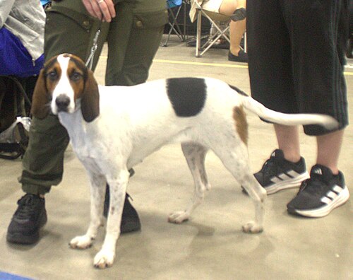 Halden Hound โ Haldeninajokoira1