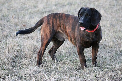 Segugio di Hannover – Hanover Hound