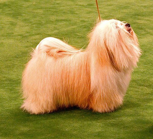 Havaneser – A Havanese judging