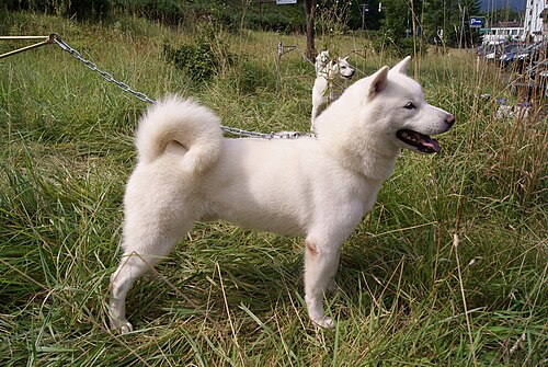 Hokkaïdo – Hokkaido Inu 3