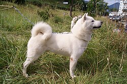 Hokkaïdo – Hokkaido Inu 4