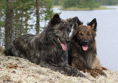 Berger hollandais – Pitkäkarvainen hollanninpaimenkoira Dutch Shepherd Dog longhaired
