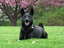 Berger hollandais – MaleDutchShepherdShortHair
