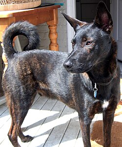 Berger hollandais – MaleShortHairedDutchShepherd