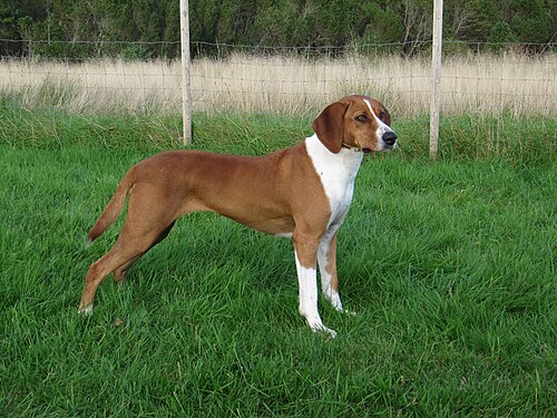 Hygenhund – Norwegian Hygenhound