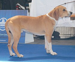 Hygenhund – Hygeninak1