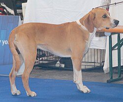 Hygenhund – Hygeninak2