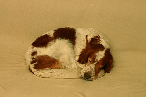 Setter irlandese rosso e bianco – Sleeping Irish Red and White Setter