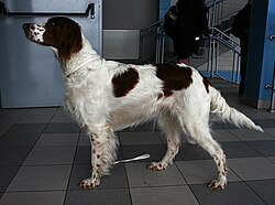 Setter irlandese rosso e bianco – Rzeszów Irish Red and White Setter 3pl