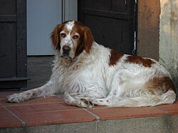 Setter irlandese rosso e bianco – Irish Red and White Setter