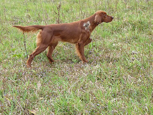 Irish Setter – Irishsetteronpoint