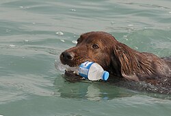 Irish Setter – Irish setter İrlanda setteri, Adana 2016 10 30 01 2