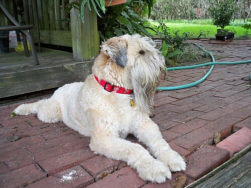 Irish Soft Coated Wheaten Terrier – White Irish Soft Coated Wheaten Terrier