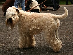 Irish Soft Coated Wheaten Terrier – Soft coated wheaten terrier