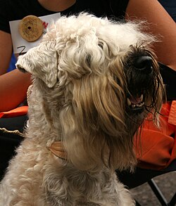Irish Soft Coated Wheaten Terrier – Soft coated wheaten terrier b77