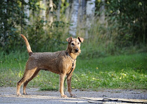 Irish Terrier – Irish Terrier 4