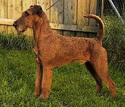 Irish Terrier – Irish terrier