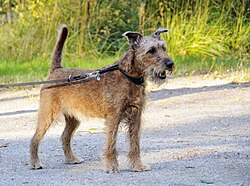 Irish Terrier – Irish Terrier
