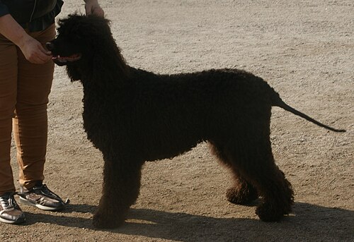 Chien d'eau irlandais – Irish Water Spaniel 2