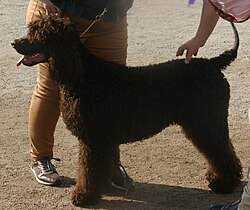 Chien d'eau irlandais – Irish Water Spaniel