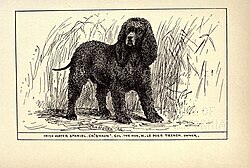 Chien d'eau irlandais – Irish Water Spaniel BDL