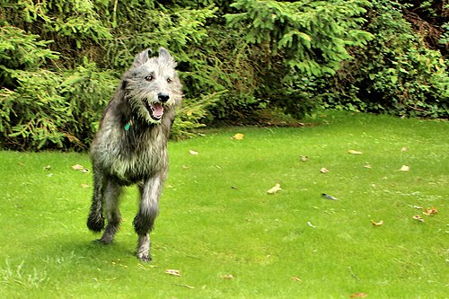 Irish Wolfhound – Drew Irish Wolfhound (21137059206)