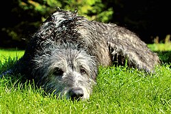 Irish Wolfhound – Drew Irish Wolfhound (21562428508)