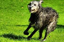 Irish Wolfhound – Drew Irish Wolfhound (21129357773)