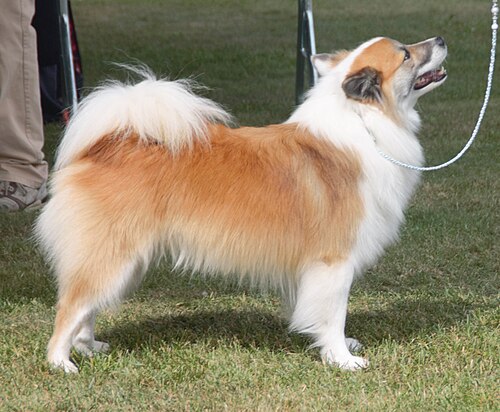 Islandhund – Icelandicsheepdog longhair2