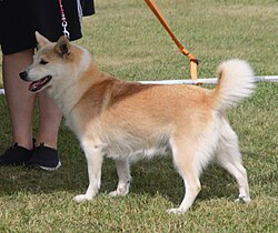Islandhund – Icelandicsheepdog shorthair
