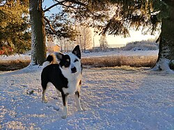 Islandhund – Icelandicsheepdog shorthair female