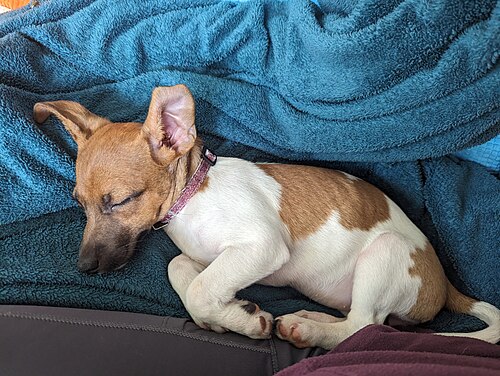 Jack Russell – Jack Russell terrier puppy
